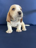 Green collar, a male Basset Hound for sale in Richton, MS – 1 of 8