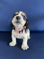 Light pink collar, a female Basset Hound for sale in Richton, MS – 1 of 9