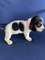 Light pink collar, a female Basset Hound for sale in Richton, MS – 9 of 9