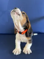 Orange collar, a male Basset Hound for sale in Richton, MS – 2 of 9