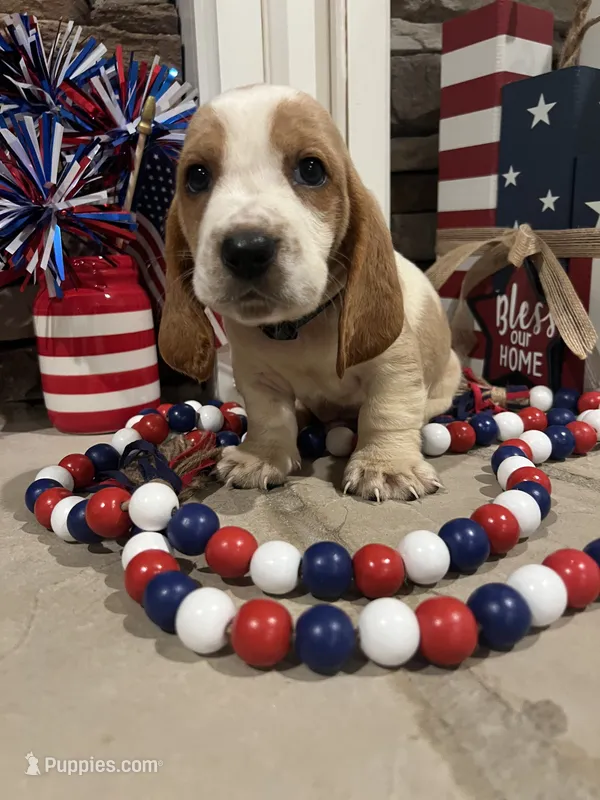 Green collar – Basset Hound puppy for sale in Richton, MS