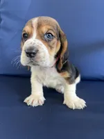 Orange collar, a male Basset Hound for sale in Richton, MS – 8 of 9