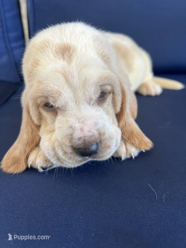 Blue collar – Basset Hound puppy for sale in Richton, MS