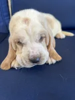 Blue collar, a male Basset Hound for sale in Richton, MS – 1 of 8