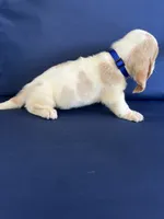 Blue collar, a male Basset Hound for sale in Richton, MS – 2 of 8