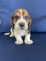 Orange collar, a male Basset Hound for sale in Richton, MS – 7 of 9