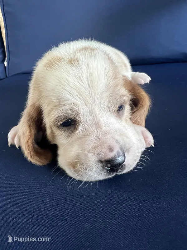 Dark purple collar – Basset Hound puppy for sale in Richton, MS