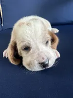 Dark purple collar, a female Basset Hound for sale in Richton, MS – 1 of 7