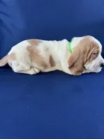 Lime Green, a female Basset Hound for sale in Richton, MS – 9 of 10