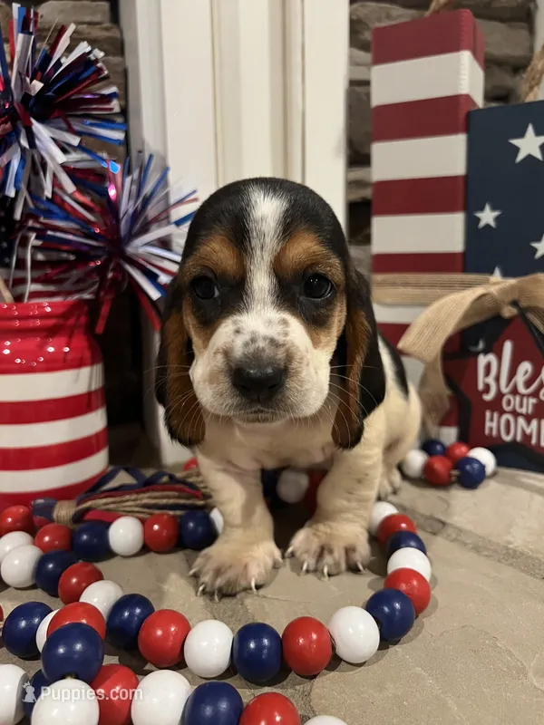 Light pink collar – Basset Hound puppy for sale in Richton, MS