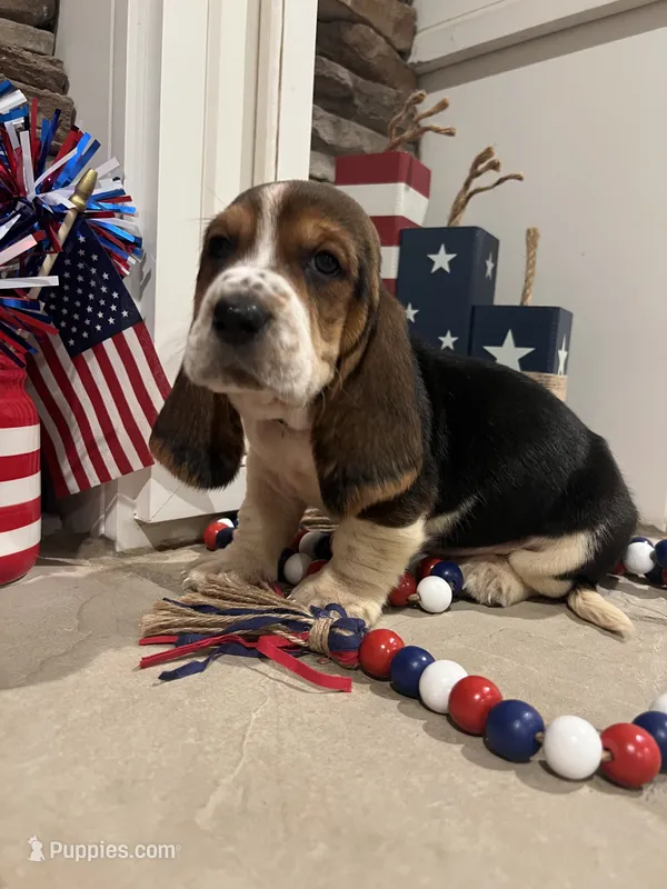 Orange collar – Basset Hound puppy for sale in Richton, MS