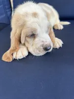 Blue collar, a male Basset Hound for sale in Richton, MS – 8 of 8