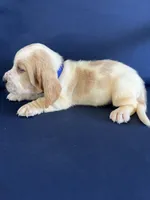 Blue collar, a male Basset Hound for sale in Richton, MS – 4 of 8