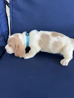 Turquoise collar, a female Basset Hound for sale in Richton, MS – 5 of 8