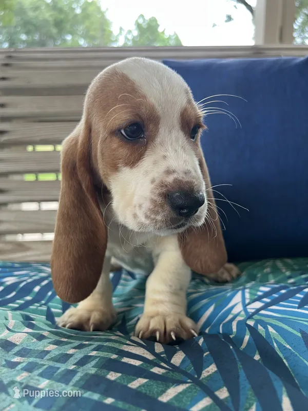 Red collar – Basset Hound puppy for sale in Richton, MS
