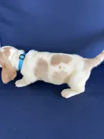 Turquoise collar, a female Basset Hound for sale in Richton, MS – 6 of 8