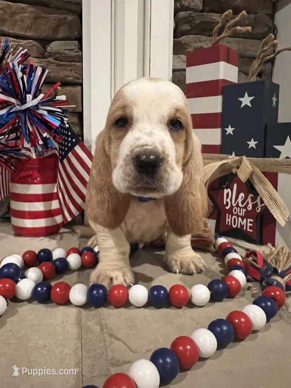 Blue collar – Basset Hound puppy for sale in Richton, MS