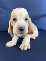 Blue collar, a male Basset Hound for sale in Richton, MS – 3 of 8