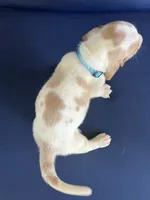 Turquoise collar, a female Basset Hound for sale in Richton, MS – 8 of 8