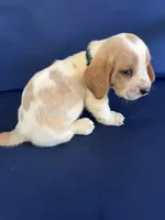 Green collar, a male Basset Hound for sale in Richton, MS – 7 of 8