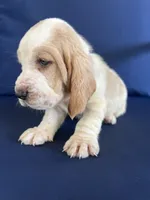Blue collar, a male Basset Hound for sale in Richton, MS – 7 of 8