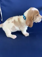 Turquoise collar, a female Basset Hound for sale in Richton, MS – 4 of 8