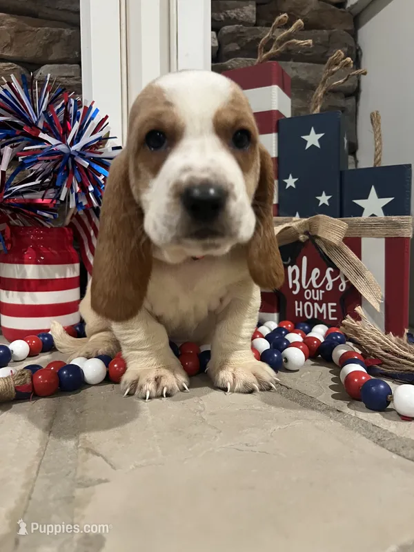 Red collar – Basset Hound puppy for sale in Richton, MS