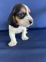 Light pink collar, a female Basset Hound for sale in Richton, MS – 8 of 9