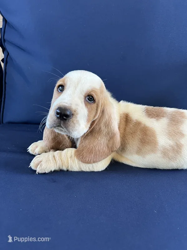 Blue collar – Basset Hound puppy for sale in Richton, MS