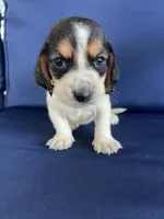 Light pink collar, a female Basset Hound for sale in Richton, MS – 7 of 9