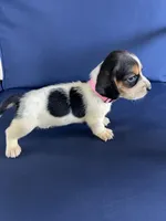Light pink collar, a female Basset Hound for sale in Richton, MS – 2 of 9
