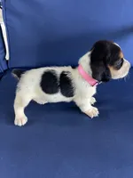 Light pink collar, a female Basset Hound for sale in Richton, MS – 6 of 9