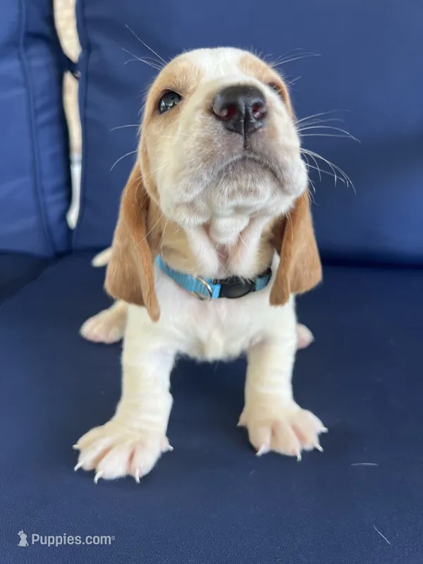 Turquoise collar – Basset Hound puppy for sale in Richton, MS