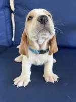 Turquoise collar, a female Basset Hound for sale in Richton, MS – 1 of 8