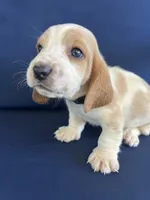 Green collar, a male Basset Hound for sale in Richton, MS – 3 of 8