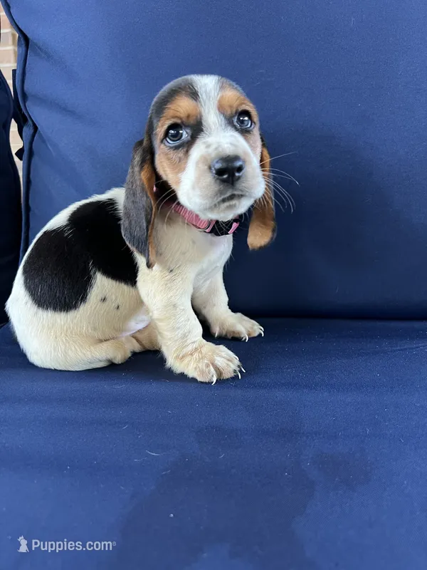 Light pink collar – Basset Hound puppy for sale in Richton, MS
