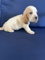 Blue collar, a male Basset Hound for sale in Richton, MS – 5 of 8