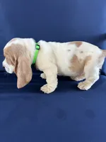 Lime Green, a female Basset Hound for sale in Richton, MS – 7 of 10