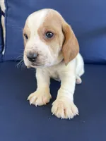 Red collar, a male Basset Hound for sale in Richton, MS – 2 of 7