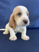 Red collar, a male Basset Hound for sale in Richton, MS – 1 of 7