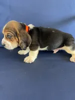 Orange collar, a male Basset Hound for sale in Richton, MS – 5 of 9