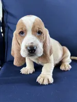 Lime Green, a female Basset Hound for sale in Richton, MS – 5 of 10