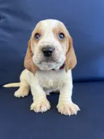 Red collar, a male Basset Hound for sale in Richton, MS – 7 of 7