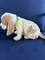 Lime Green, a female Basset Hound for sale in Richton, MS – 8 of 10