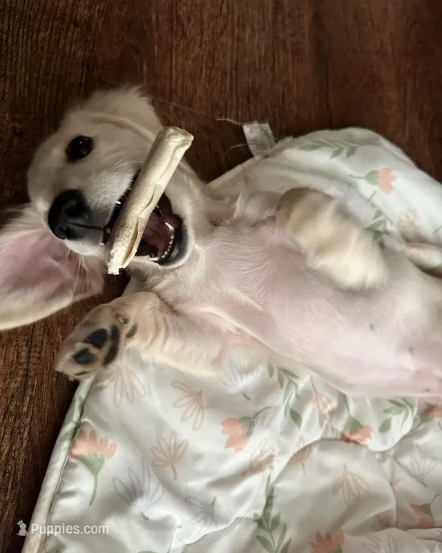 Lilly – Miniature Dachshund puppy for sale in Austin, TX