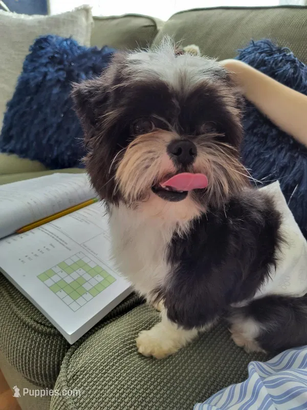 Yuzu – Shih Tzu puppy for sale in Walla Walla, WA