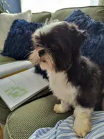 Yuzu, a male Shih Tzu for sale in Walla Walla, WA – Photo 2 of 2