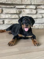 Toby, a male Rottweiler for sale in Bartlett, IL – 2 of 6