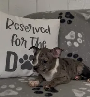 Aura, a female Boston Terrier for sale in Bartlett, IL – 2 of 3