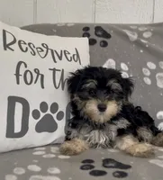 Tiny, a male Morkie for sale in Bartlett, IL – 3 of 5